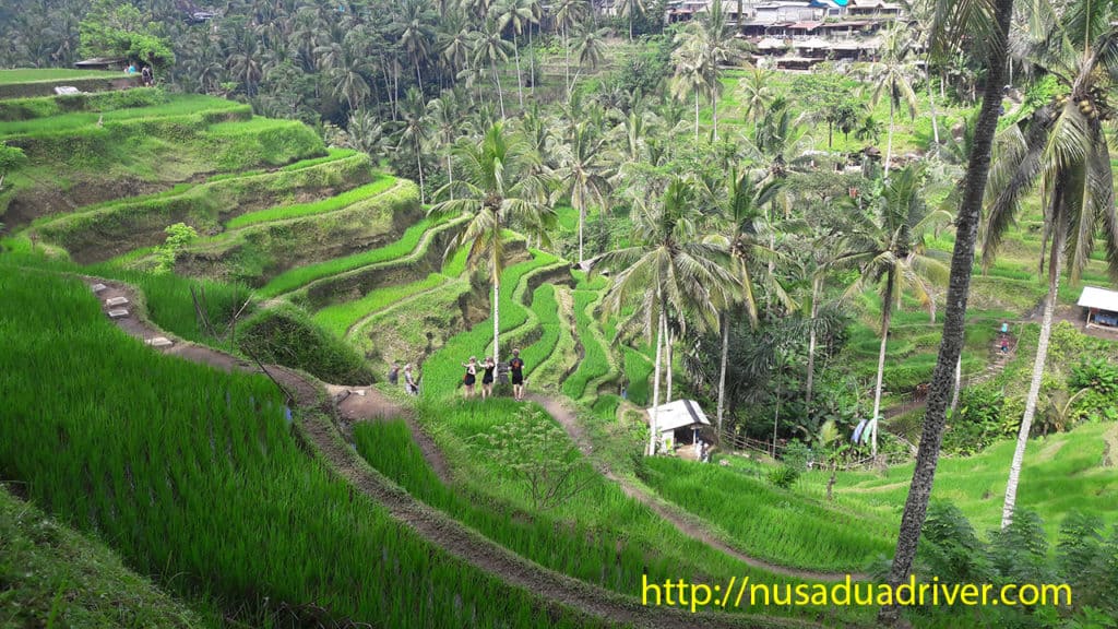 Ubud Tour